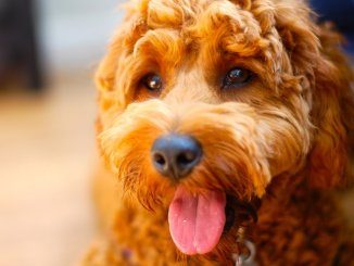 Goldendoodle Feature