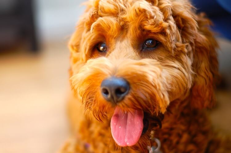 are goldendoodles good family pets