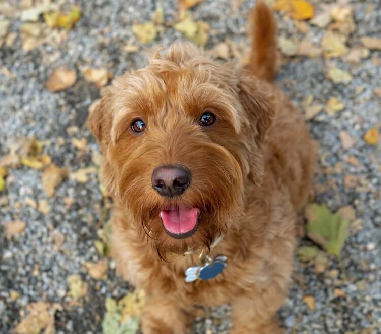 Goldendoodle Portrait