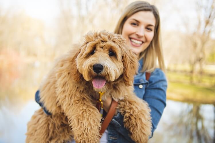 Goldendoodle