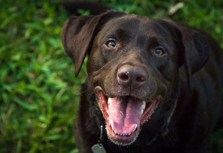 Good Chocolate Lab Names