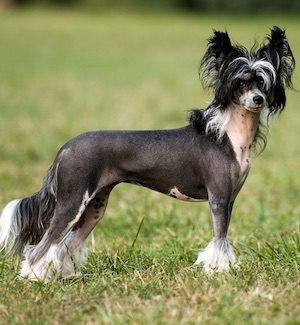 Hairless Chinese Crested Dog