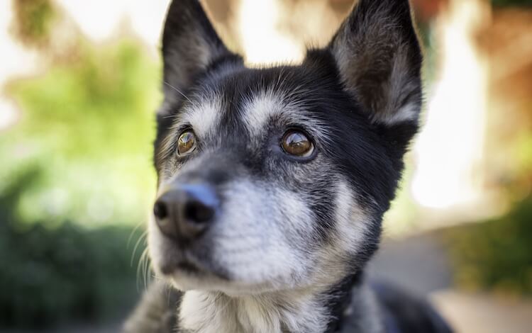 Mix austrálskeho ovčiaka huskyho: Kompletný sprievodca austrálskeho huskyho psa - všetky veci psy - všetky veci psy