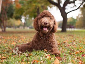 Hypoallergenic Dogs Feature