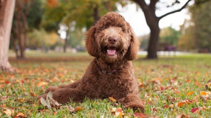 Hypoallergenic Dogs Feature