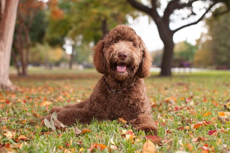 best dogs that are hypoallergenic