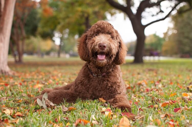 poodles hypoallergenic