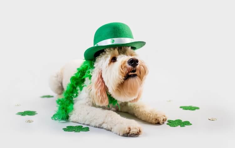 Irish Dog