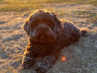 Irish Doodle Puppy