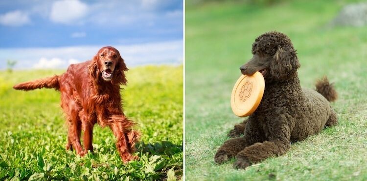 Irish Setter Puppy Weight Chart