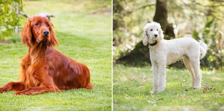 Irish Setter and Poodle