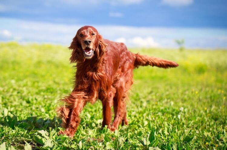 irish doodle temperament