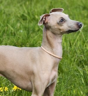 Italian Greyhound