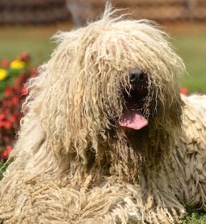 Komondor