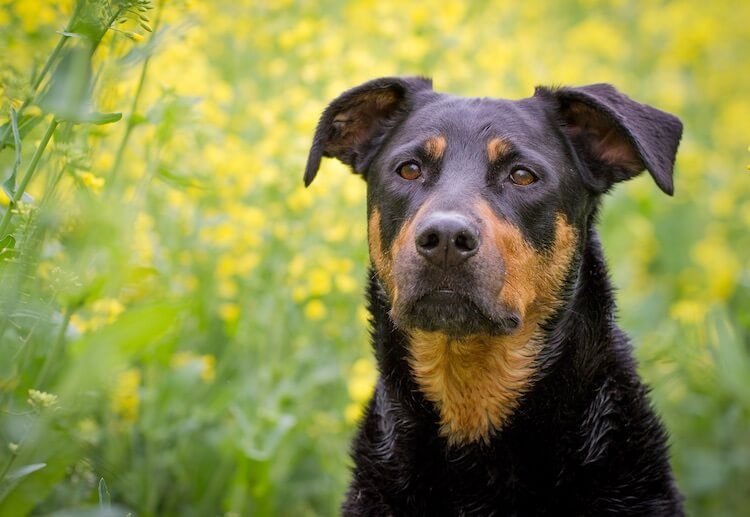 Lab Rottweiler Mix Portrait