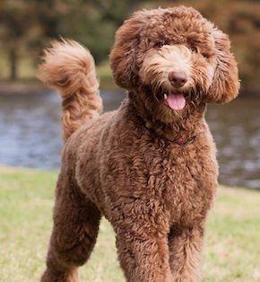 Labradoodle