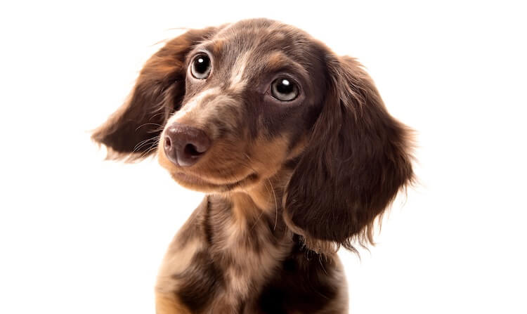 Long Haired Dachshund Dog