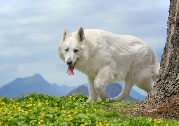 White German Shepherd: A Complete Guide To Fluffy White Shepherds | All