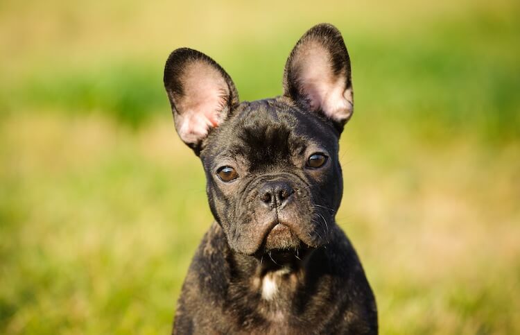 50 Most Popular French Bulldog Names – frenchie Shop