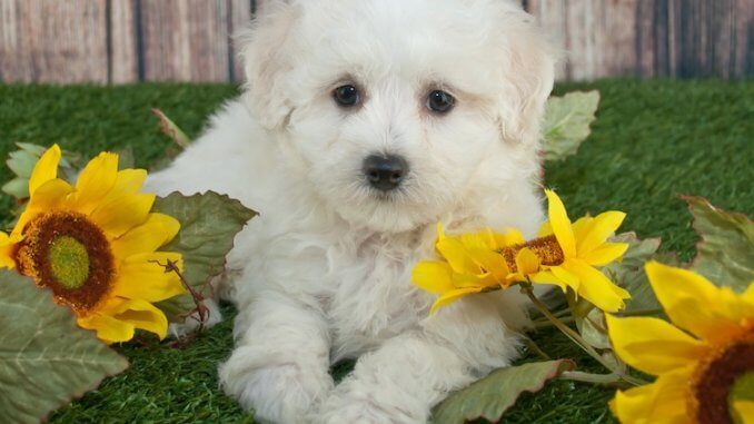 Maltipoo Feature