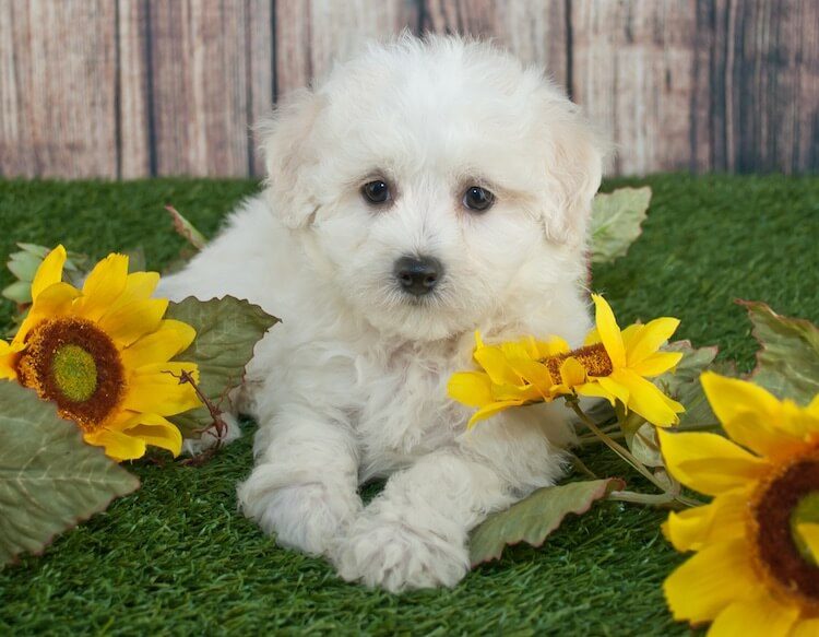 Maltipoo Feature