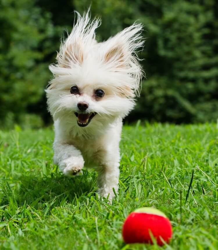 Pies rasy Maltipoo