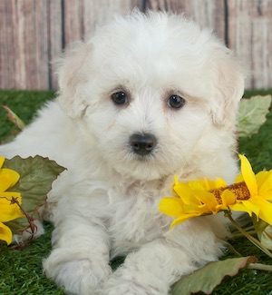 Maltipoo