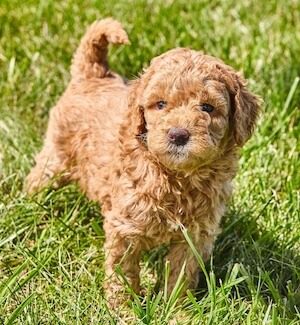 Miniature Goldendoodle