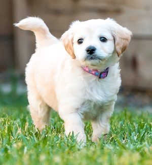 Miniature Labradoodle