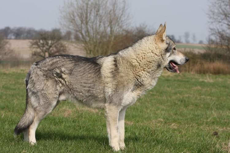 Native American Indian Dog Size