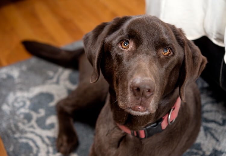 Old Chocolate Lab