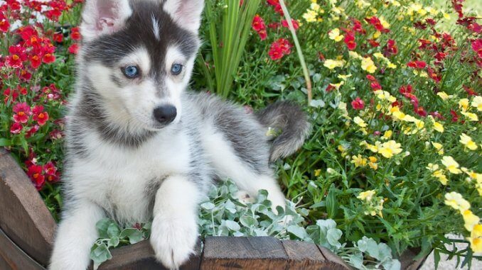 Pomsky: Pomeranian Husky Mix All