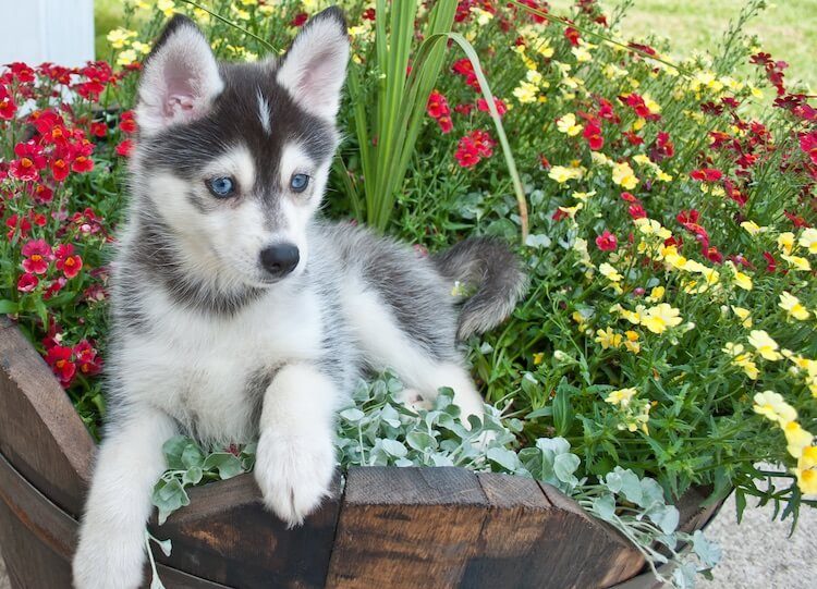 Pomsky clearance recommended food