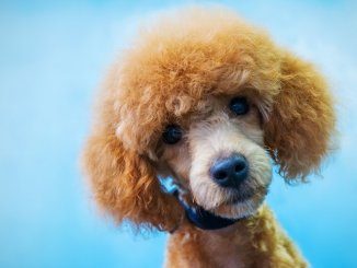 Poodle Names Feature