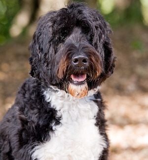 Portuguese Water Dog