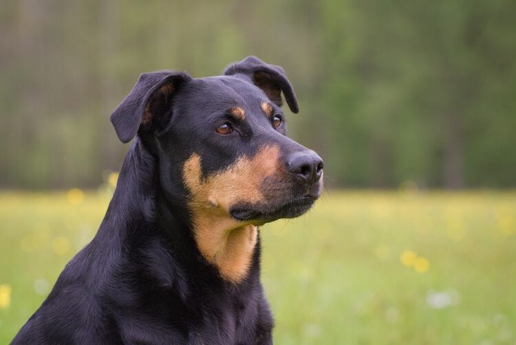 Rottweiler Lab Mix Face