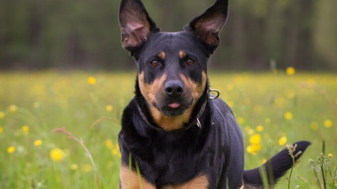 Rottweiler Lab Mix Feature