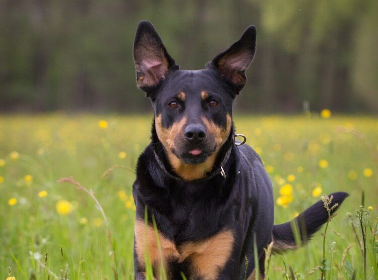 rottweiler and chocolate lab mix