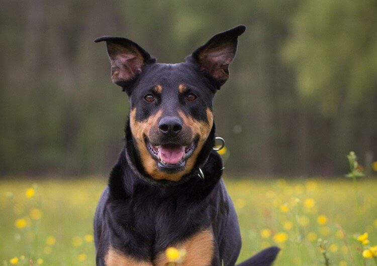 Rottweiler Lab Mix