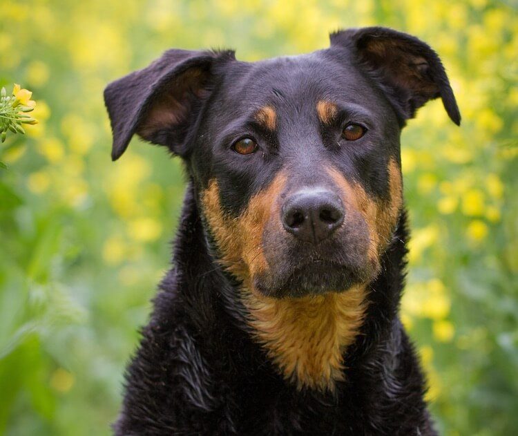 Rottweiler and Lab Mix Appearance