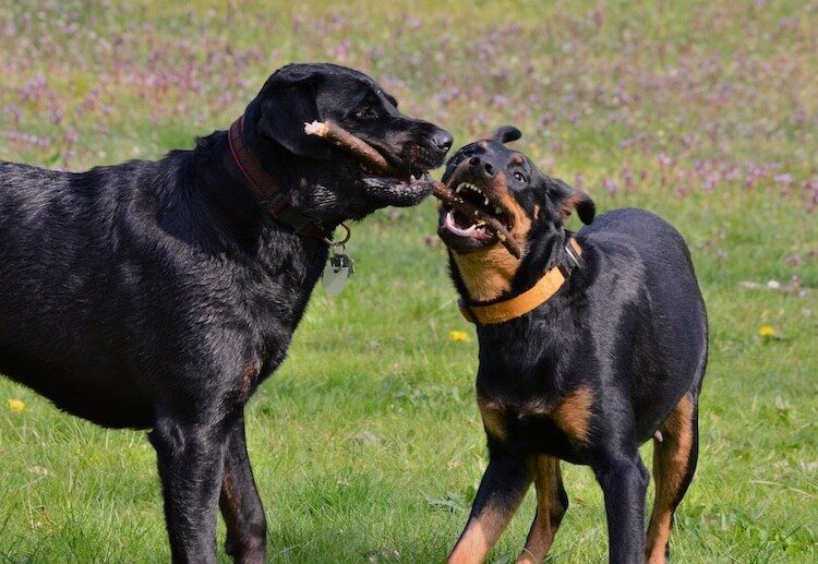 Rottweiler and Lab Mix