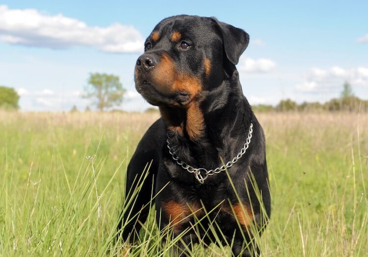 Rottweiler