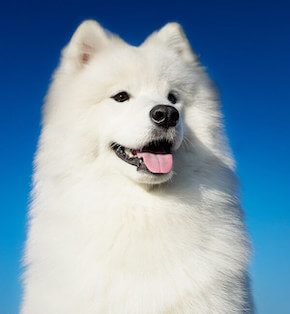 Samoyed