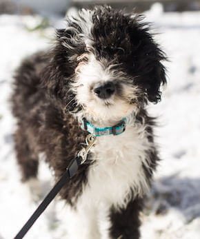 Sheepadoodle