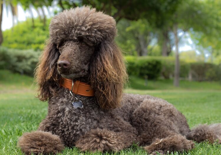 Standard Poodle Names