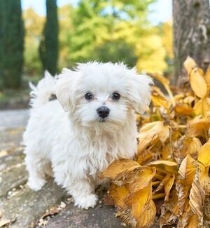 Teacup Maltese