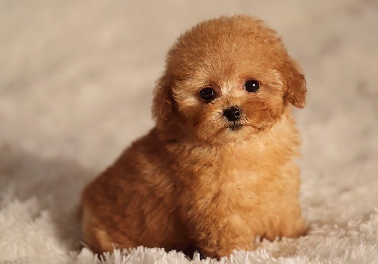 Teacup Poodle Names