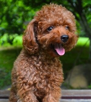 Teacup Poodle