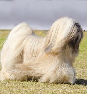 Tibetan Terrier