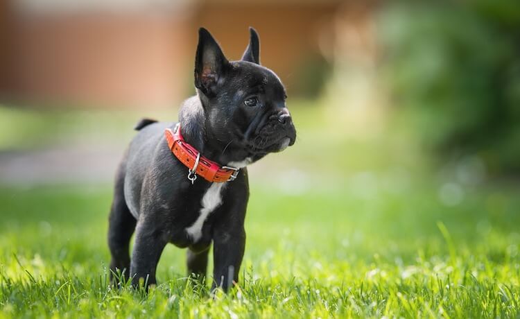 Tiny French Bulldog